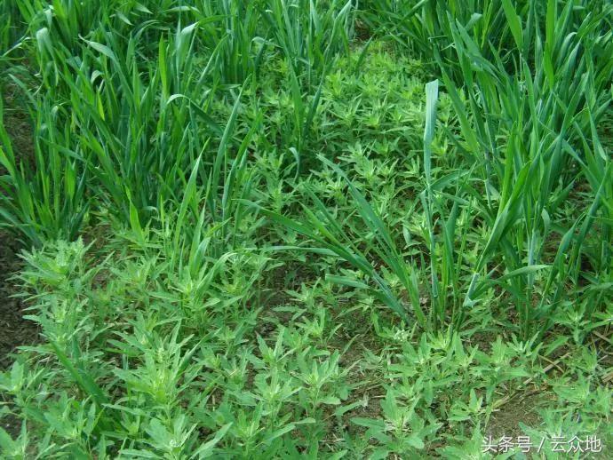 小麦除草关键时期问题多,怎么对症下药?这除草技巧一定不能错过