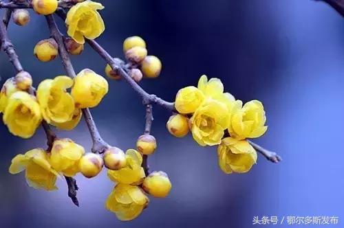 与狗接吻不怕得狂犬病吗,跟狗狗亲嘴会感染狂犬病么