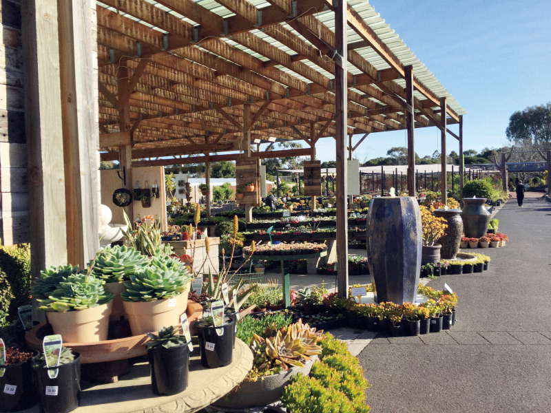 我的多肉之旅纪录片,墨尔本植物园多肉植物