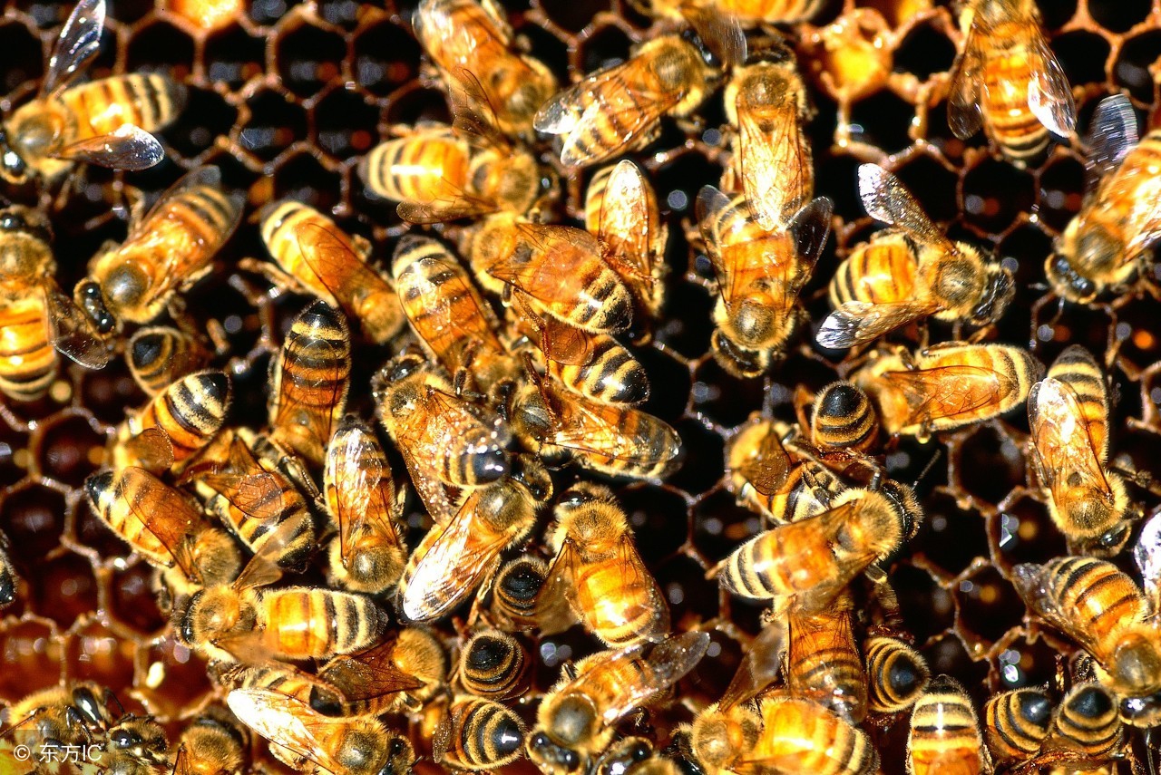 烂子病怎么防治,烂子病会产生什么样的危害