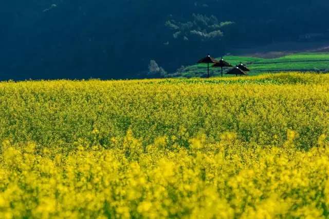 中国十大最美油菜花前十位,中国最美十大油菜花田排名