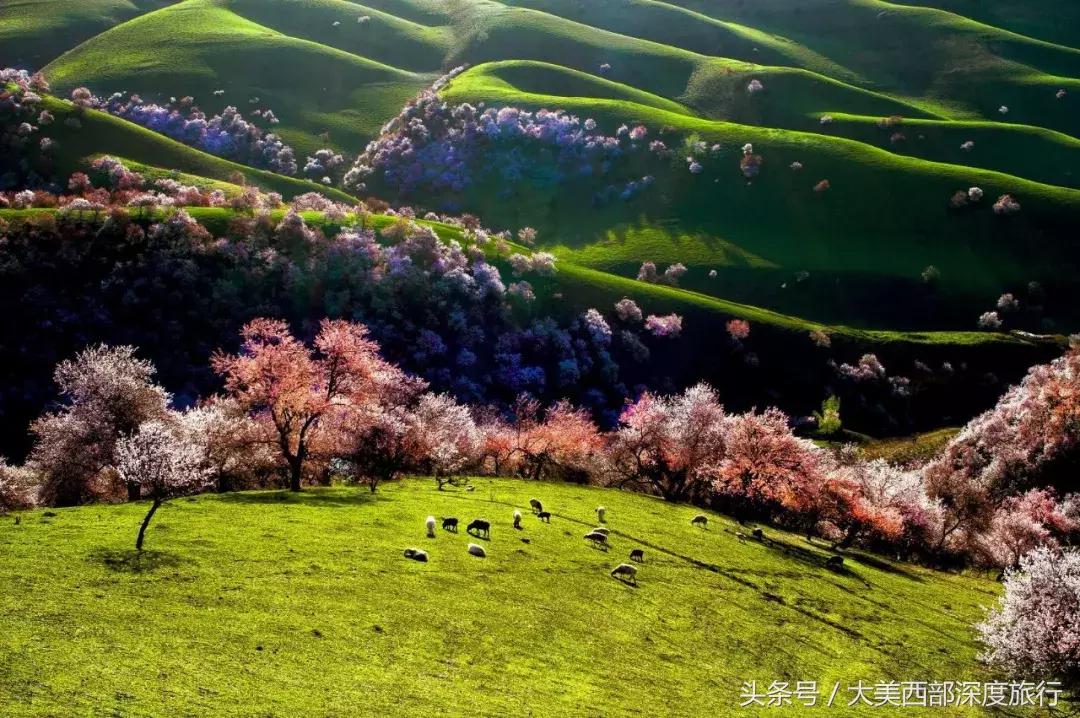 大连英歌石植物园赏花时间表,2022常州公园赏花时间表