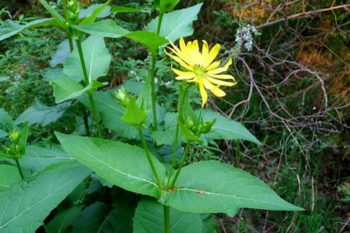 揭秘古罗马人神奇而高超的绿色避孕方法！