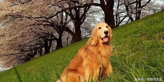 金毛寻回犬2015,金毛寻回犬介绍