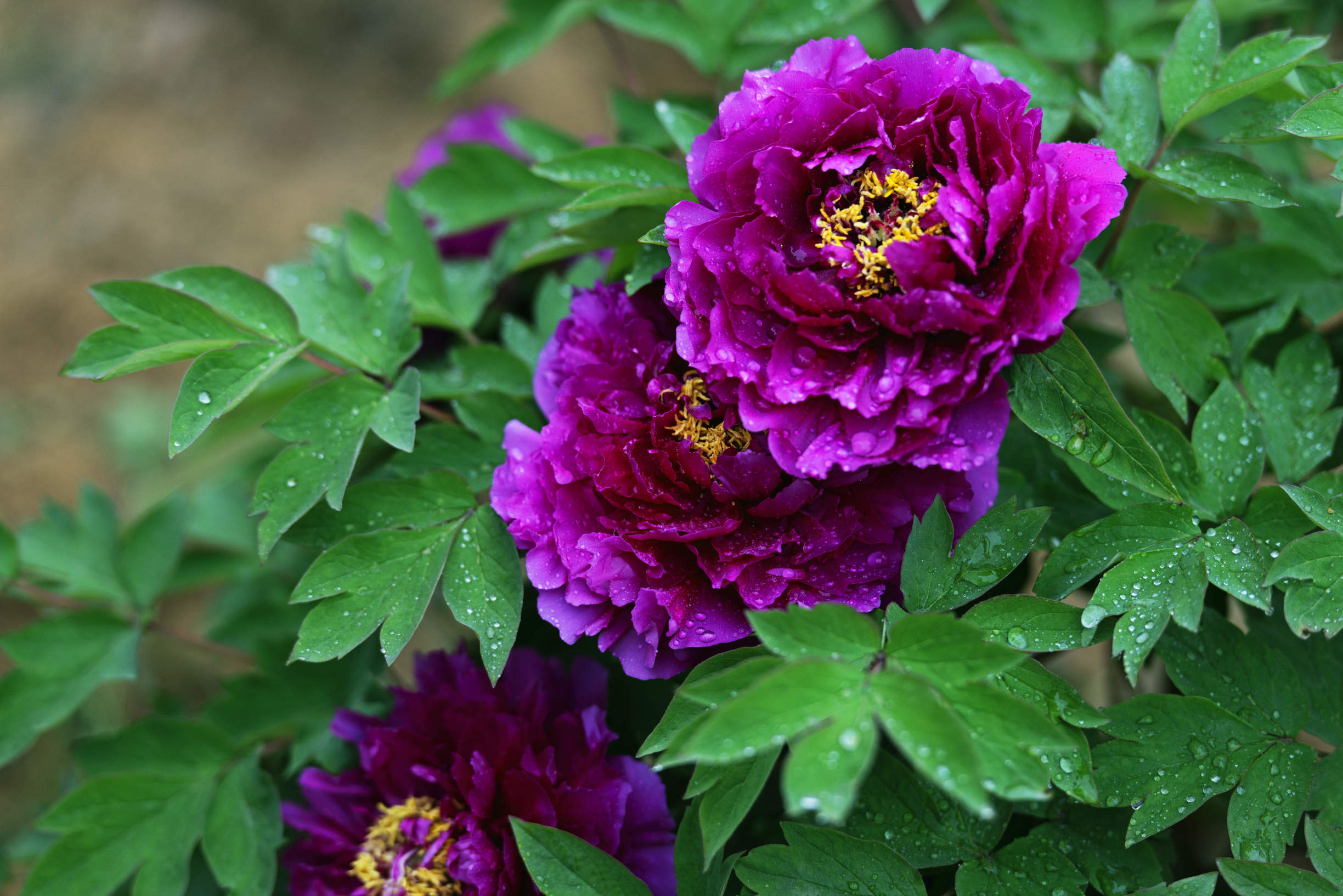 洛阳牡丹甲天下登封牡丹也不错,洛阳牡丹四大名品