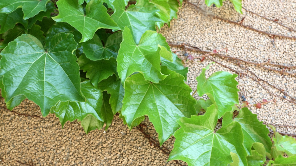 爬山虎是通过什么根来攀援的,葡萄和爬山虎的攀援方式是什么