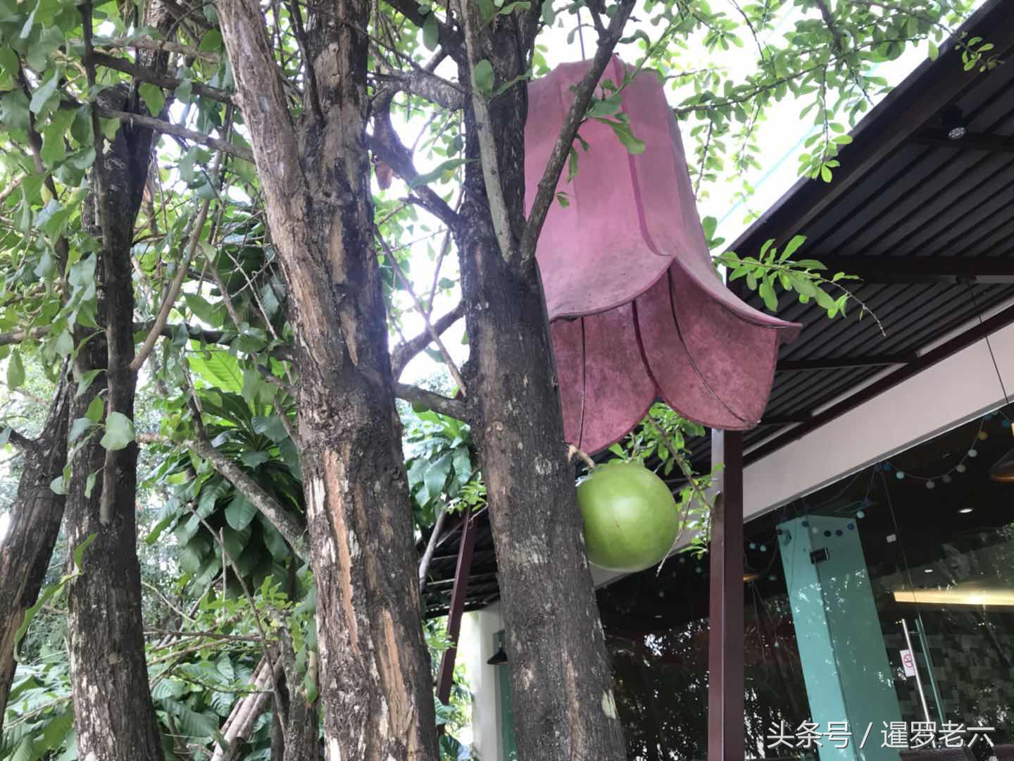 泰国合艾有多厉害,泰国合艾现在有榴莲吃吗