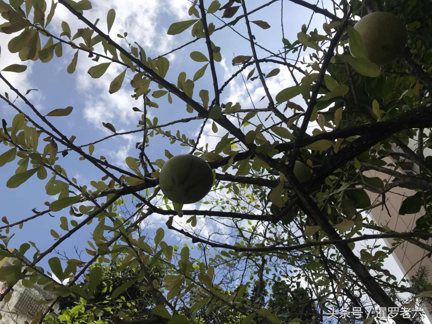 泰国合艾有多厉害,泰国合艾现在有榴莲吃吗