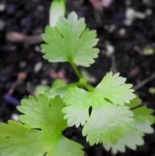 谁还买菜啊，空油桶剪两刀，蔬菜多到吃不完！