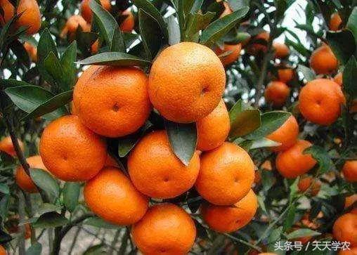 柑橘全年病虫害防治技术表,三月来了一年之计在于春