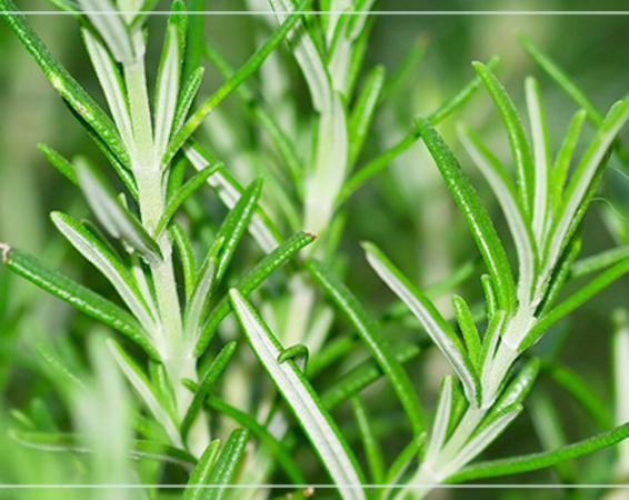 春季皮肤补水能不能去除闭口粉刺,春季皮肤泛红长闭口湿敷水