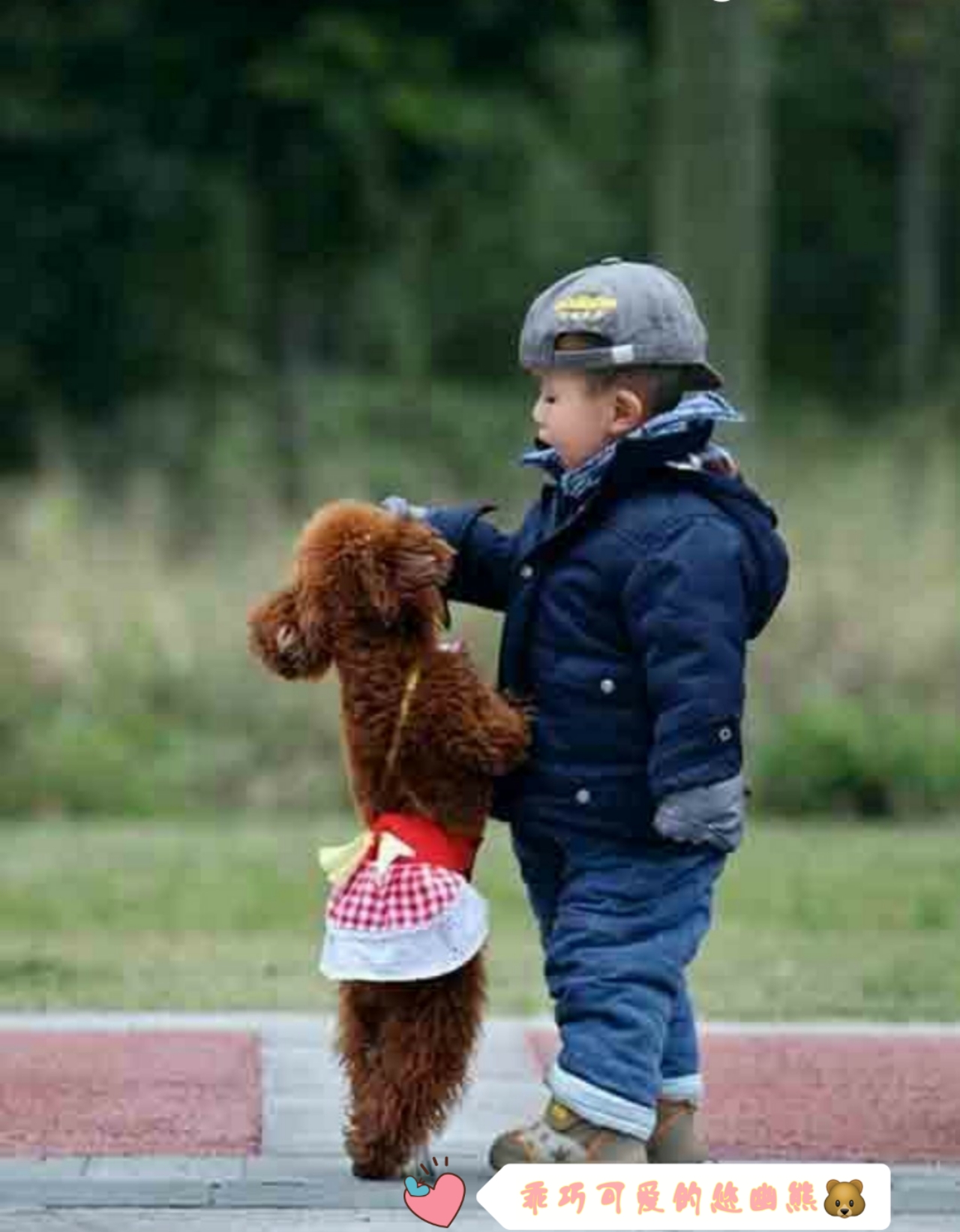 网上买狗安全吗可靠吗,在网上买狗有什么风险