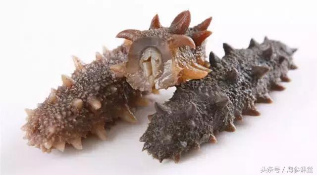 海参产地哪里最好吃,海参产地大揭秘哪里海参最好