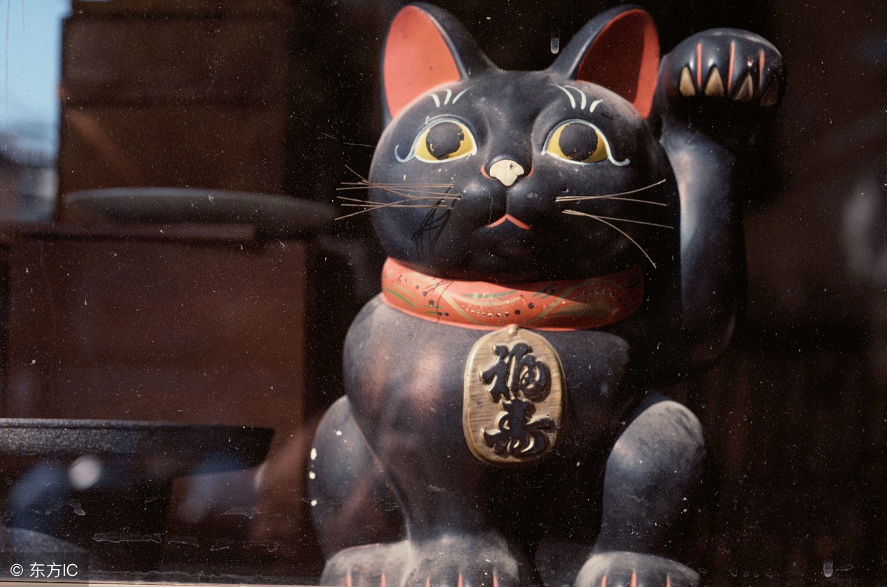 自然科普壁虎为什么会断尾巴,壁虎是怎么掉尾巴的