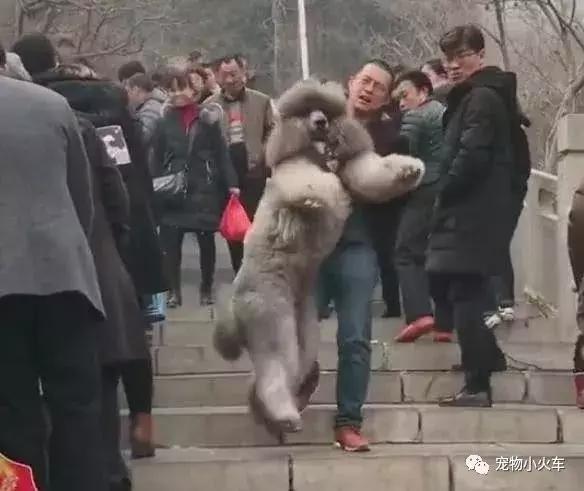 狗主人春节带巨型泰迪去爬山，狗子赖着不下山，狗主人一脸的无奈