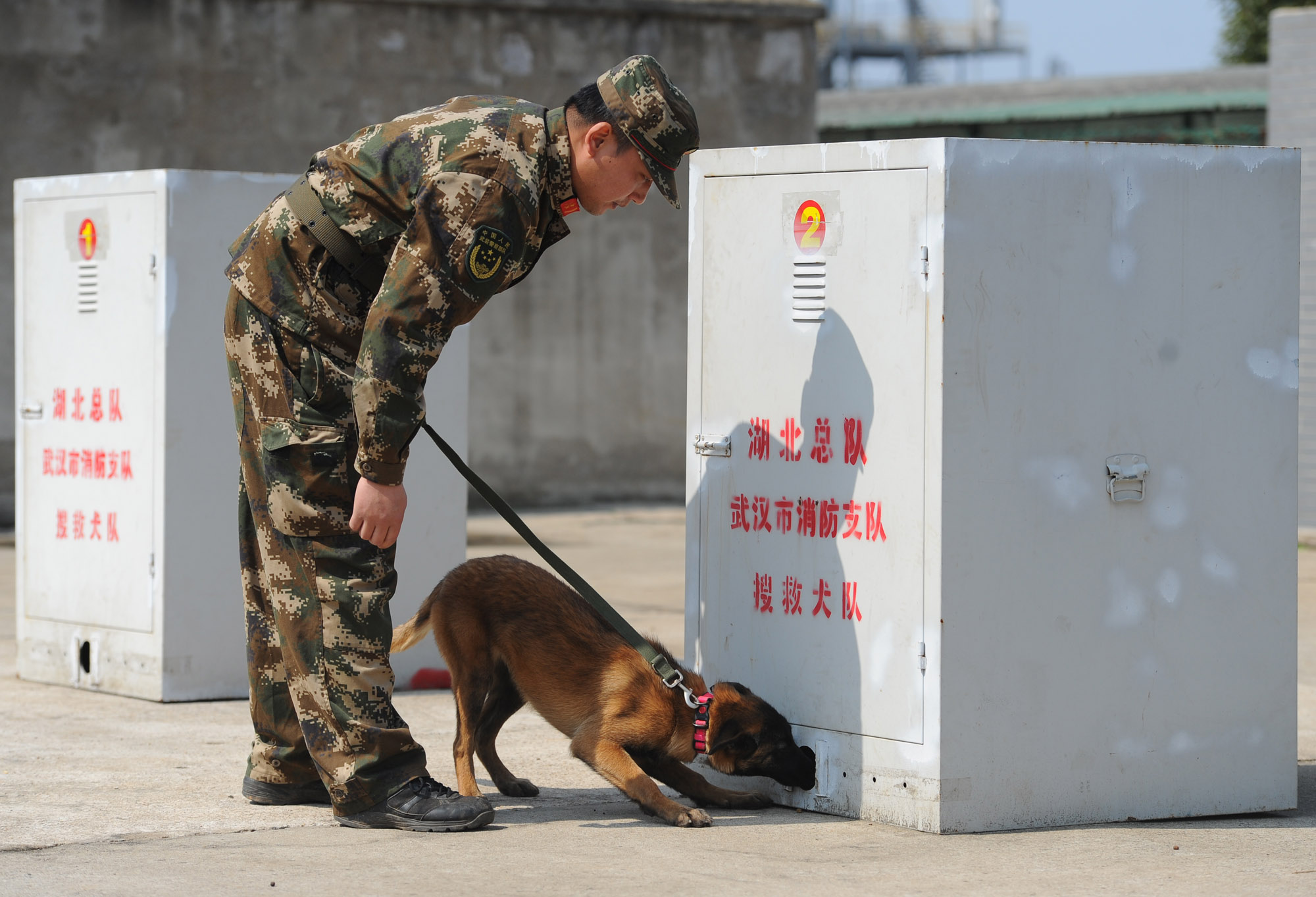 搜救犬跳火圈完整视频,搜救犬在演练中发现幸存者的眼神