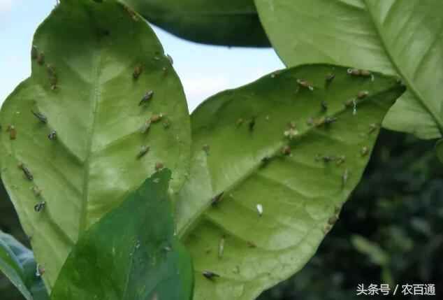 想要预防黄龙病，必先要治木虱！柑橘木虱发生规律与防治|解析