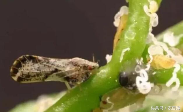 想要预防黄龙病，必先要治木虱！柑橘木虱发生规律与防治|解析