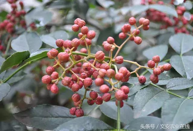 花椒丰产栽培需水量研究,花椒栽培技术培训班