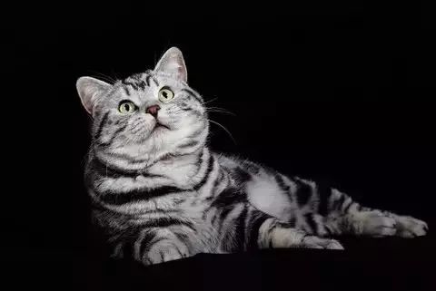 三种颜色的猫是什么品种,怎么区分猫的品种