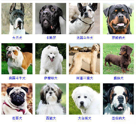 狗狗品种大全看看你认识几种,狗狗的所有类型品种大全介绍