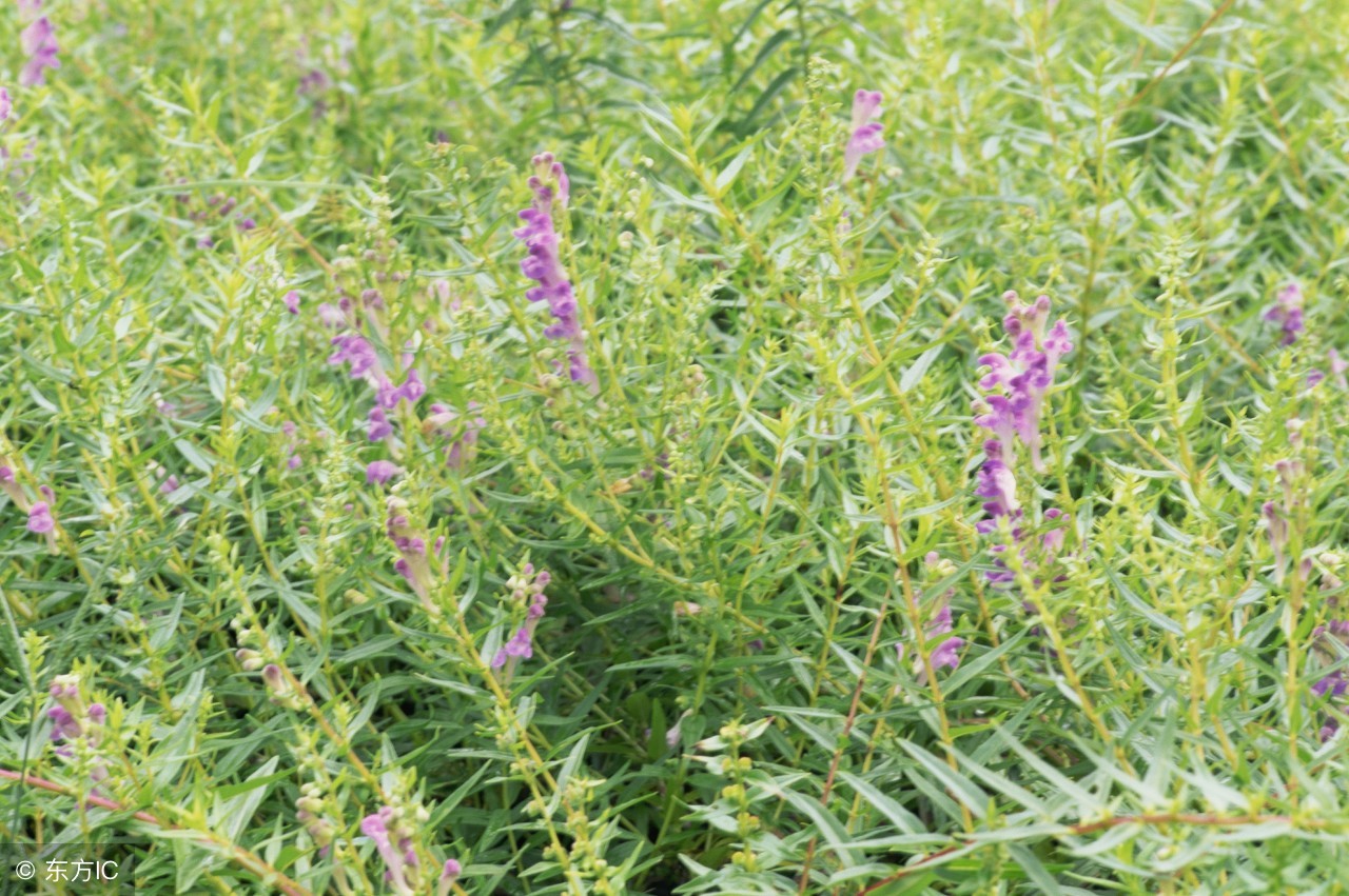 肝胆湿热肝火旺吃什么中药,肝胆湿热肝火旺喝什么茶好