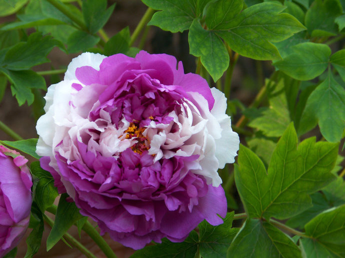 洛阳牡丹甲天下登封牡丹也不错,洛阳牡丹四大名品