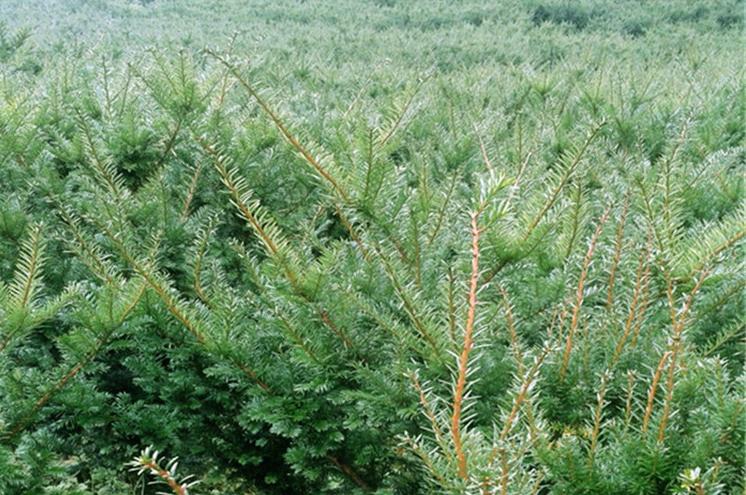曼地亚红豆杉栽种注意事项和方法,曼地亚红豆杉怎么种植成活率最高