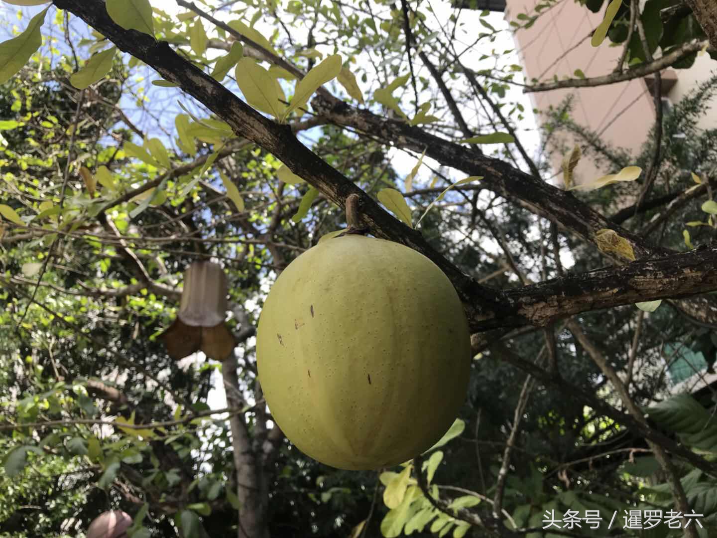 泰国合艾有多厉害,泰国合艾现在有榴莲吃吗