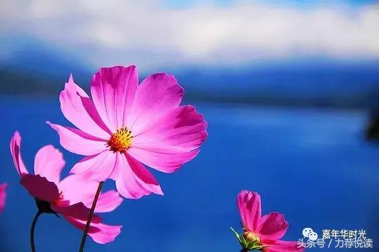 柏拉散文：以爱为名