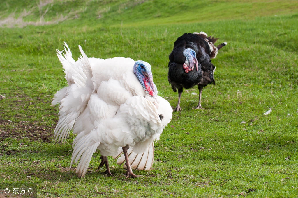关于养殖火鸡的前景怎么样,火鸡养殖青铜火鸡