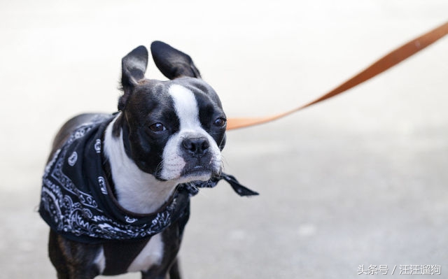 每日一狗搞笑,每日一狗二哈最新视频