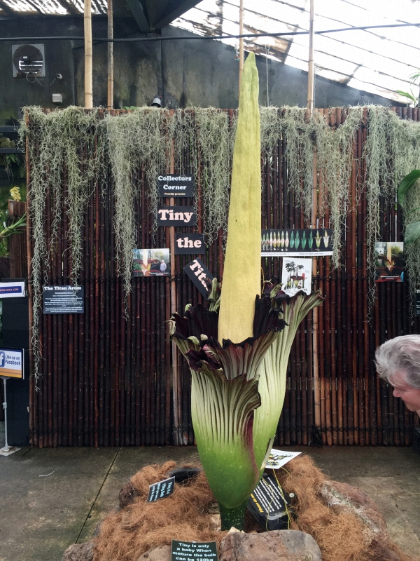 我的多肉之旅纪录片,墨尔本植物园多肉植物