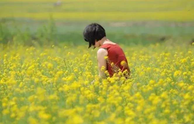 中国十大最美油菜花前十位,中国最美十大油菜花田排名