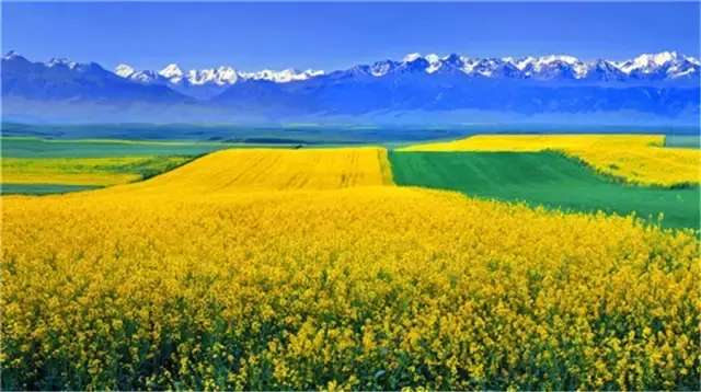 中国十大最美油菜花前十位,中国最美十大油菜花田排名