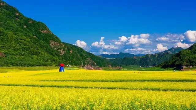 中国十大最美油菜花前十位,中国最美十大油菜花田排名