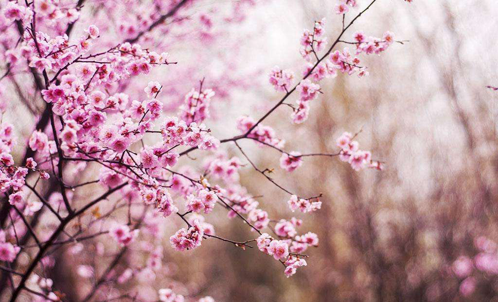 中国买不到的婚纱!Stelladelibero跳进花海的新娘，美到爆炸！