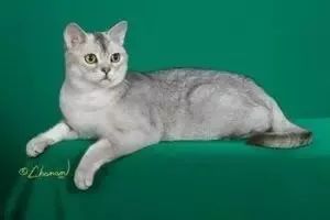 三种颜色的猫是什么品种,怎么区分猫的品种