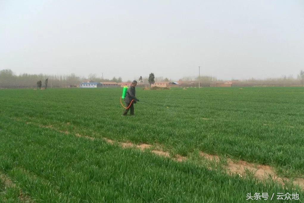 小麦除草关键时期问题多,怎么对症下药?这除草技巧一定不能错过