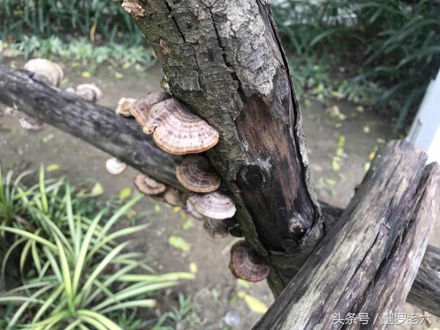 泰国合艾有多厉害,泰国合艾现在有榴莲吃吗