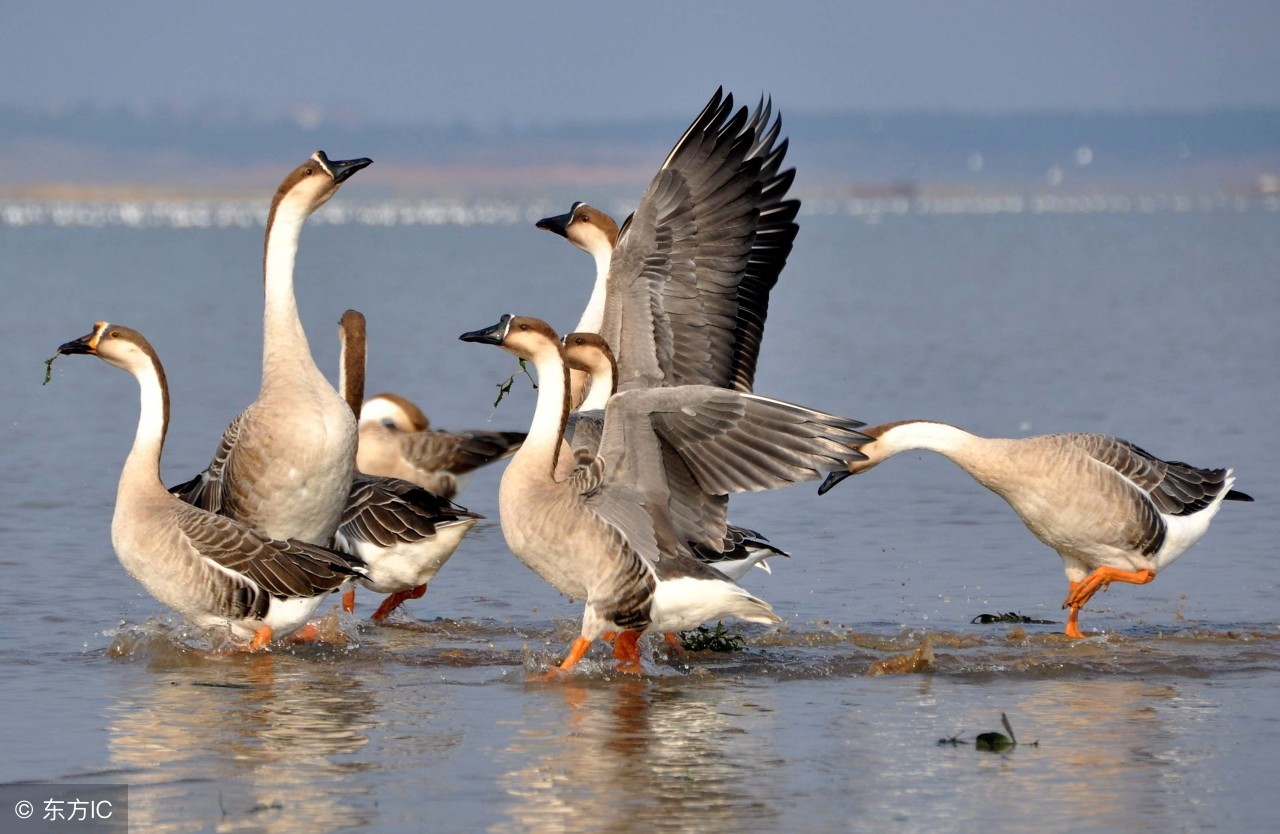 中国养殖大雁的品种,大雁养殖利润与前景
