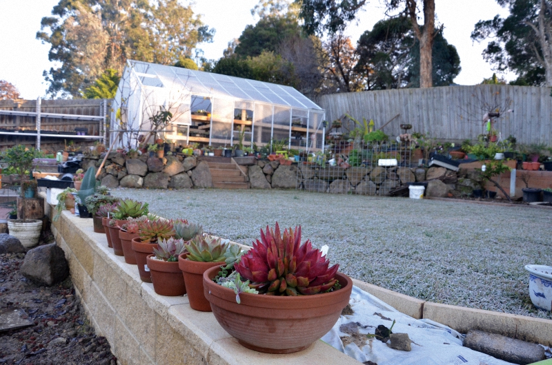 我的多肉之旅纪录片,墨尔本植物园多肉植物