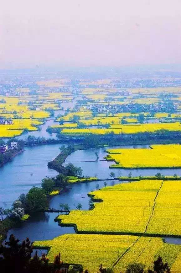中国十大最美油菜花前十位,中国最美十大油菜花田排名