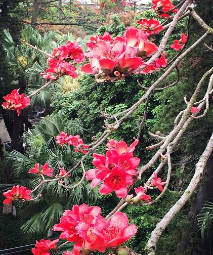 木棉花季，观众画风各异，老广州的画风肯定是这样，单纯又美味