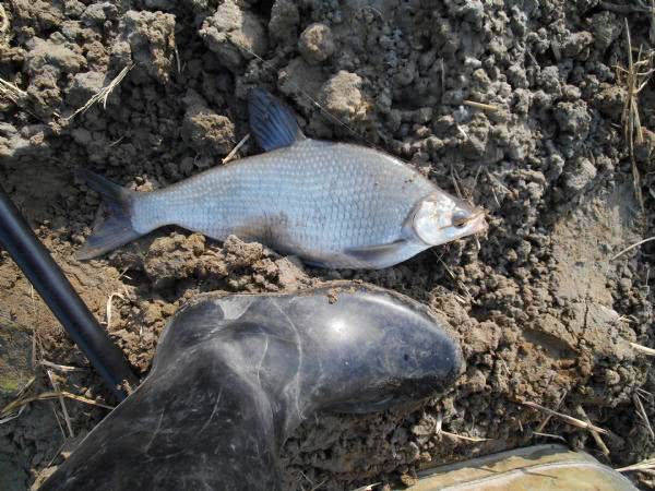 鳊鱼最爱吃什么东西,鳊鱼生活在长江哪里