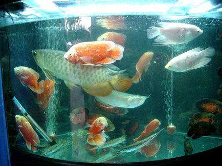 养观赏鱼老打架怎么办,泰国斗鱼母鱼混养打架