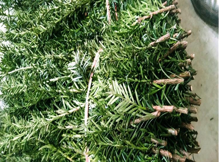 曼地亚红豆杉栽种注意事项和方法,曼地亚红豆杉怎么种植成活率最高