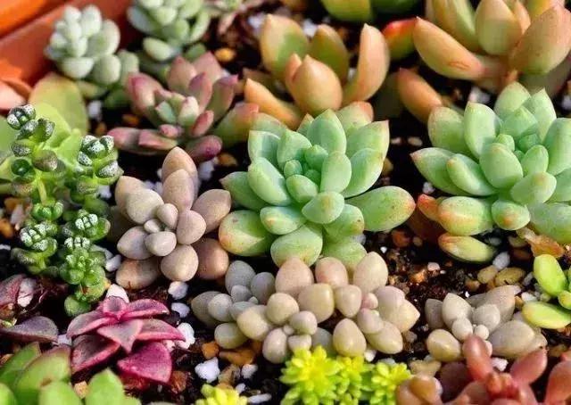 台州人过元宵节是十四还是十五,台州元宵灯会图片