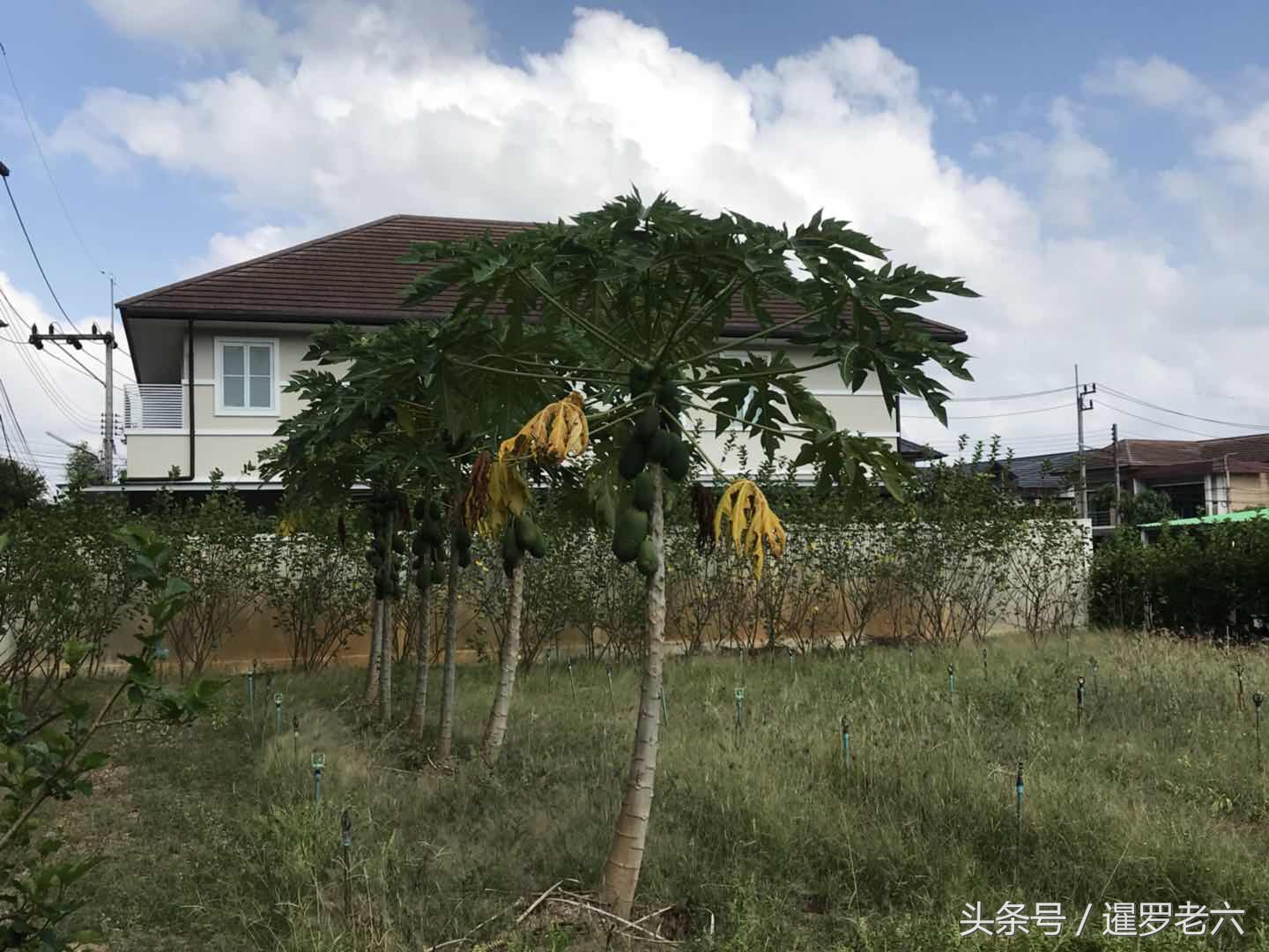 泰国合艾有多厉害,泰国合艾现在有榴莲吃吗