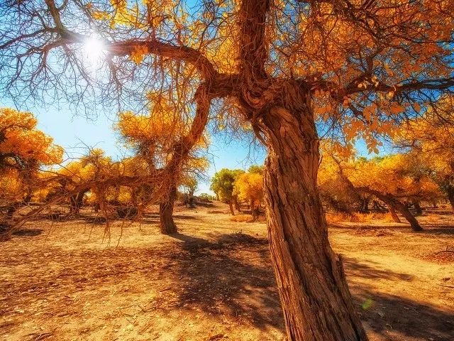 适合一个人去的9个小众旅行地,80个特色旅游活动